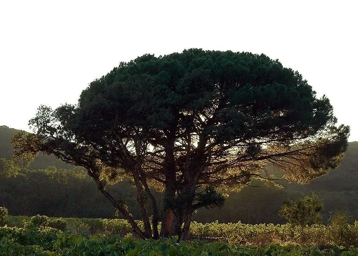 Chateau Maravenne 3* לה-לונד-לה-מורה